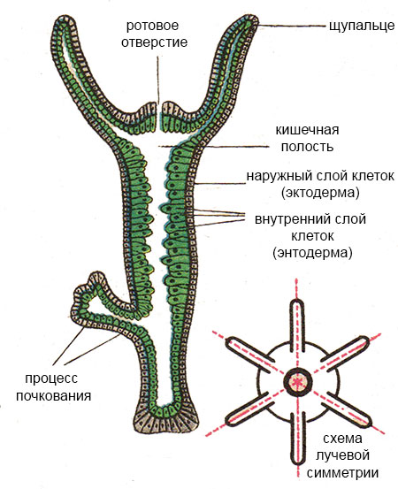 Kra35.gl